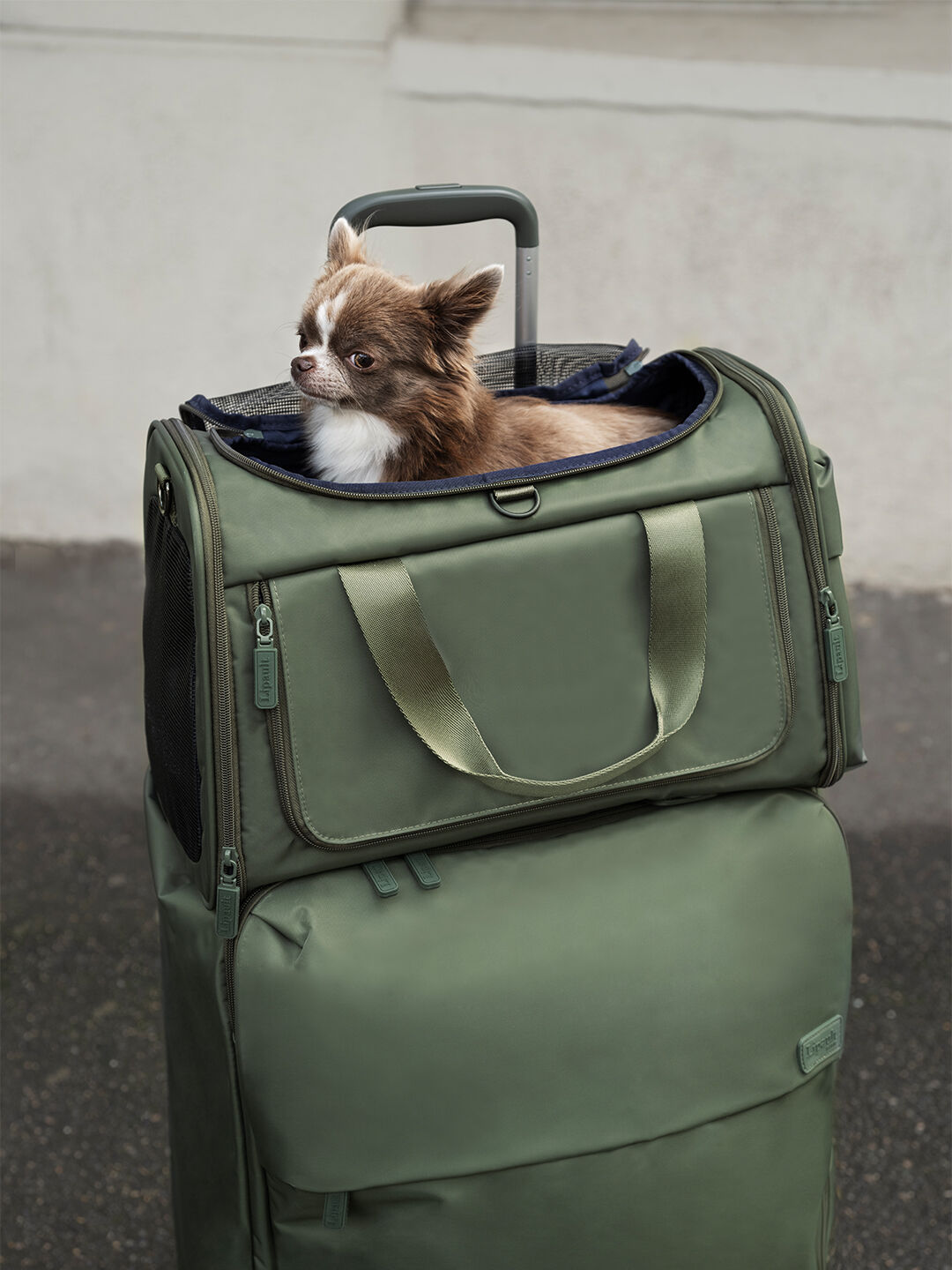HAUSTIERTASCHE